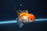 Thai Oranda  Tricolor 3.5 Inch (ID#1119To2a-61) Free2Day SHIPPING