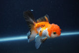 Thai Oranda  Tricolor 3.5 Inch (ID#1119To2a-61) Free2Day SHIPPING