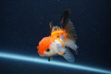 Thai Oranda  Tricolor 3.5 Inch (ID#1119To2a-61) Free2Day SHIPPING