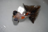 Butterfly  Calico 4.5 Inch (ID#917B8b2c-66) Free2Day SHIPPING