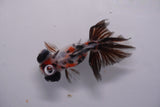 Butterfly  Calico 3.5 Inch (ID#0113B8b-36) Free2Day SHIPPING