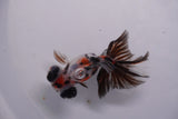 Butterfly  Calico 3.5 Inch (ID#0113B8b-36) Free2Day SHIPPING