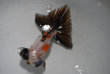 Butterfly  Calico 4.5 Inch (ID#917B8b2c-66) Free2Day SHIPPING