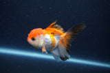 Thai Oranda  Tricolor 3.5 Inch (ID#1119To2a-61) Free2Day SHIPPING