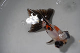 Butterfly  Calico 4.5 Inch (ID#917B8b2c-66) Free2Day SHIPPING