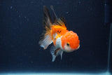 Thai Oranda  Tricolor 3.5 Inch (ID#1119To2a-61) Free2Day SHIPPING