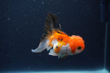 Thai Oranda  Tricolor 3.5 Inch (ID#1119To2a-61) Free2Day SHIPPING