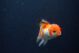 Thai Oranda  Tricolor 3.5 Inch (ID#1119To2a-61) Free2Day SHIPPING