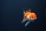 Thai Oranda  Tricolor 3.5 Inch (ID#1119To2a-61) Free2Day SHIPPING