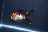 Thai Oranda  Tricolor 4 Inch (ID#1119To2a-62) Free2Day SHIPPING