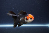 Thai Oranda  Tricolor 4 Inch (ID#1119To2a-62) Free2Day SHIPPING