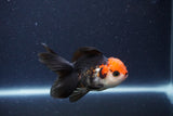 Thai Oranda  Tricolor 4 Inch (ID#1119To2a-62) Free2Day SHIPPING