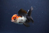 Thai Oranda  Tricolor 4 Inch (ID#1119To2a-62) Free2Day SHIPPING