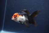 Thai Oranda  Tricolor 4 Inch (ID#1119To2a-62) Free2Day SHIPPING