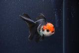 Thai Oranda  Tricolor 4 Inch (ID#1119To2a-62) Free2Day SHIPPING