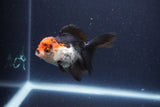 Thai Oranda  Tricolor 4 Inch (ID#1119To2a-62) Free2Day SHIPPING