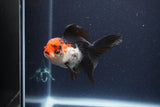 Thai Oranda  Tricolor 4 Inch (ID#1119To2a-62) Free2Day SHIPPING