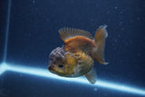 Short Body Thai Oranda  Bronze 3.5 Inch (ID#1115To14b-50) Free2Day SHIPPING