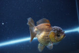 Short Body Thai Oranda  Bronze 3.5 Inch (ID#1115To14b-50) Free2Day SHIPPING