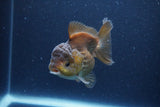 Short Body Thai Oranda  Bronze 3.5 Inch (ID#1115To14b-50) Free2Day SHIPPING