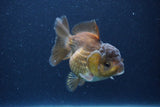 Short Body Thai Oranda  Bronze 3.5 Inch (ID#1115To14b-50) Free2Day SHIPPING