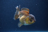 Short Body Thai Oranda  Bronze 3.5 Inch (ID#1115To14b-50) Free2Day SHIPPING