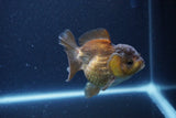 Short Body Thai Oranda  Bronze 3.5 Inch (ID#1115To14b-50) Free2Day SHIPPING