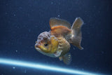 Short Body Thai Oranda  Bronze 3.5 Inch (ID#1115To14b-50) Free2Day SHIPPING