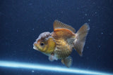 Short Body Thai Oranda  Bronze 3.5 Inch (ID#1115To14b-50) Free2Day SHIPPING