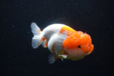 Lionchu  Red White 4.5 Inch (ID#1029R12a-100) Free2Day SHIPPING