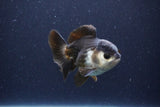 Short Body Thai Oranda  Panda 3.5 Inch (ID#1115To14b-51) Free2Day SHIPPING