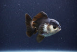 Short Body Thai Oranda  Panda 3.5 Inch (ID#1115To14b-51) Free2Day SHIPPING