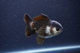 Short Body Thai Oranda  Panda 3.5 Inch (ID#1115To14b-51) Free2Day SHIPPING