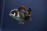 Short Body Thai Oranda  Panda 3.5 Inch (ID#1115To14b-51) Free2Day SHIPPING