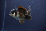 Short Body Thai Oranda  Panda 3.5 Inch (ID#1115To14b-51) Free2Day SHIPPING