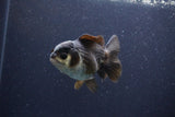 Short Body Thai Oranda  Panda 3.5 Inch (ID#1115To14b-51) Free2Day SHIPPING