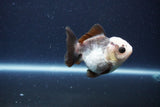 Short Body Thai Oranda  Panda 3.5 Inch (ID#1115To14b-52) Free2Day SHIPPING