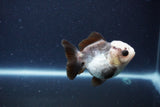 Short Body Thai Oranda  Panda 3.5 Inch (ID#1115To14b-52) Free2Day SHIPPING