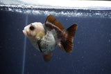 Short Body Thai Oranda  Panda 3.5 Inch (ID#1115To14b-52) Free2Day SHIPPING