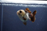 Short Body Thai Oranda  Panda 3.5 Inch (ID#1115To14b-52) Free2Day SHIPPING