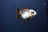 Short Body Thai Oranda  Panda 3.5 Inch (ID#1115To14b-52) Free2Day SHIPPING