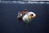 Short Body Thai Oranda  Panda 3.5 Inch (ID#1115To14b-52) Free2Day SHIPPING