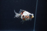 Butterfly  Calico 3.5 Inch (ID#0113B8b-40) Free2Day SHIPPING