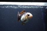 Short Body Thai Oranda  Panda 3.5 Inch (ID#1115To14b-52) Free2Day SHIPPING