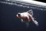 Butterfly  Calico 3.5 Inch (ID#0113B8b-40) Free2Day SHIPPING