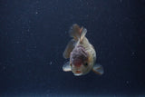 Short Body Thai Oranda  Panda 3.5 Inch (ID#1115To14b-53) Free2Day SHIPPING