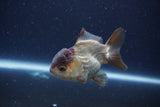 Short Body Thai Oranda  Panda 3.5 Inch (ID#1115To14b-53) Free2Day SHIPPING