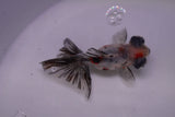 Butterfly  Calico 3.5 Inch (ID#0113B8b-40) Free2Day SHIPPING