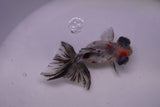 Butterfly  Calico 3.5 Inch (ID#0113B8b-40) Free2Day SHIPPING