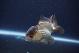 Short Body Thai Oranda  Panda 3.5 Inch (ID#1115To14b-53) Free2Day SHIPPING